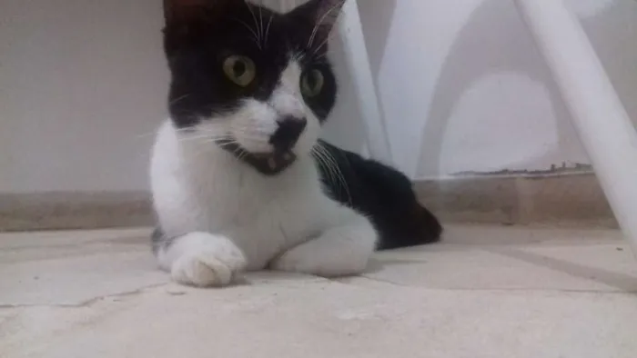 Gato raça SRD idade 1 ano nome Florença