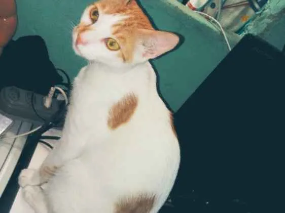 Gato ra a Viralata idade 1 ano nome Malhado