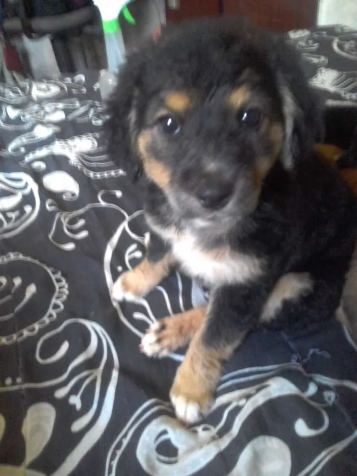 Cachorro raça Labradora idade 2 a 6 meses nome Grandine