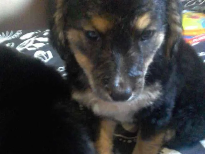 Cachorro raça Labradora idade 2 a 6 meses nome Grandine