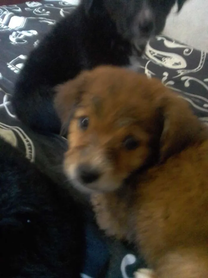 Cachorro raça Labradora idade 2 a 6 meses nome Tatu