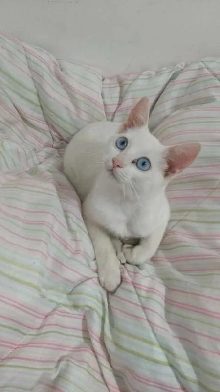 Gato ra a  idade 7 a 11 meses nome Durga