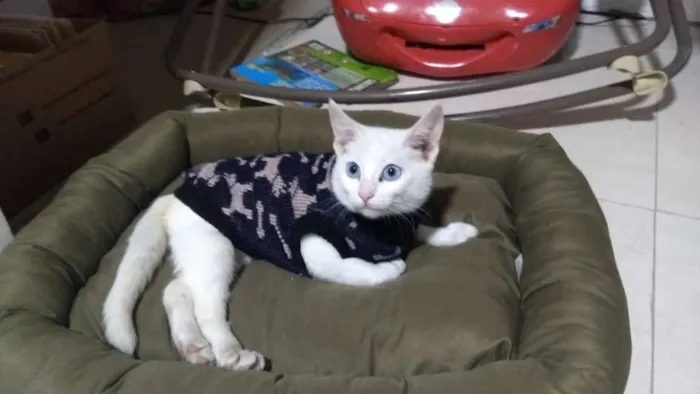 Gato ra a  idade 7 a 11 meses nome Durga