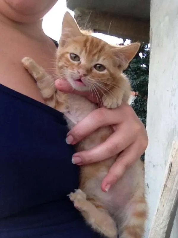 Gato ra a  idade 2 a 6 meses nome Nanete 