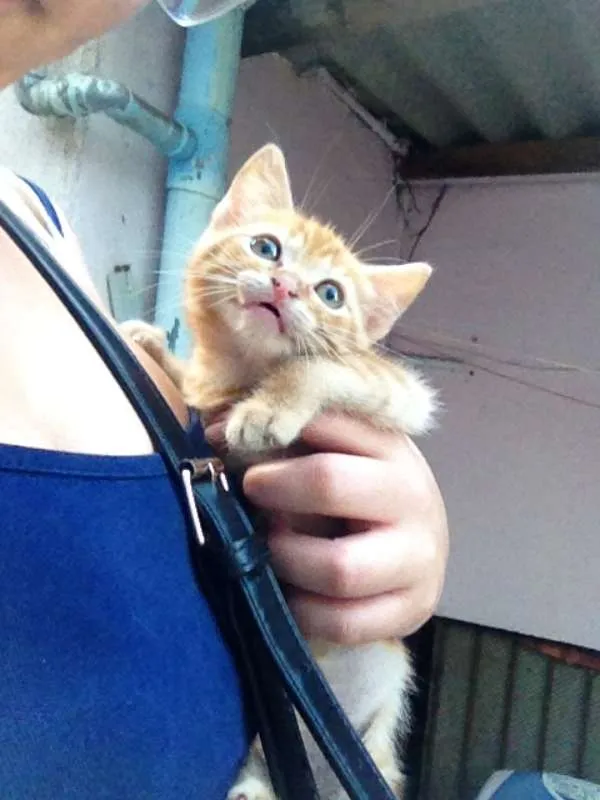 Gato ra a  idade 2 a 6 meses nome Nanete 