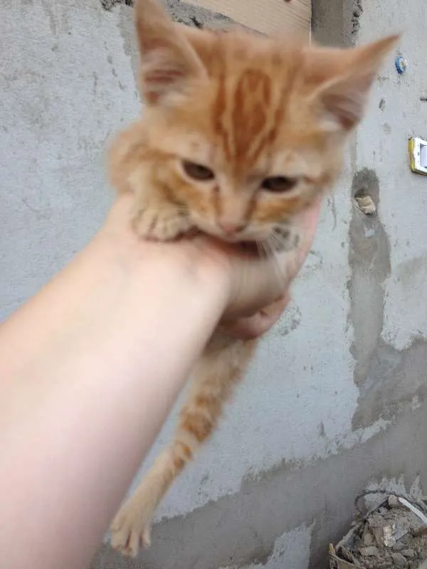 Gato ra a  idade 2 a 6 meses nome Nanete 