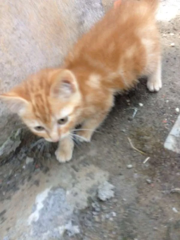 Gato ra a  idade 2 a 6 meses nome Nanete 