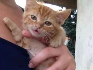 Gato raça  idade 2 a 6 meses nome Nanete 