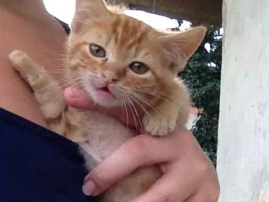 Gato ra a  idade 2 a 6 meses nome Nanete 
