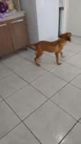 Trovão