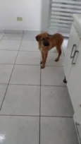 Trovão
