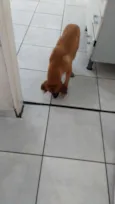 Trovão