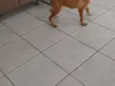 Trovão