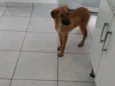 Trovão