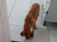 Trovão