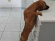 Trovão