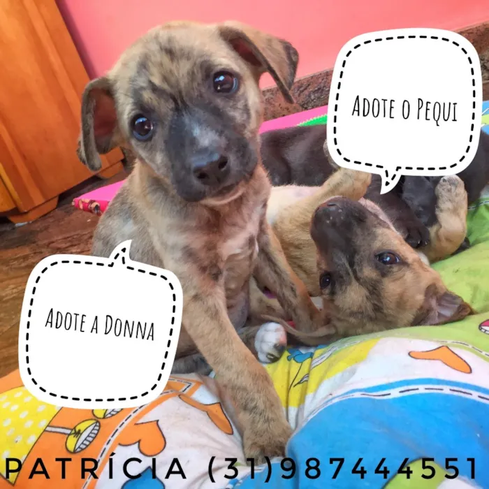 Cachorro raça SRD idade Abaixo de 2 meses nome Pequi