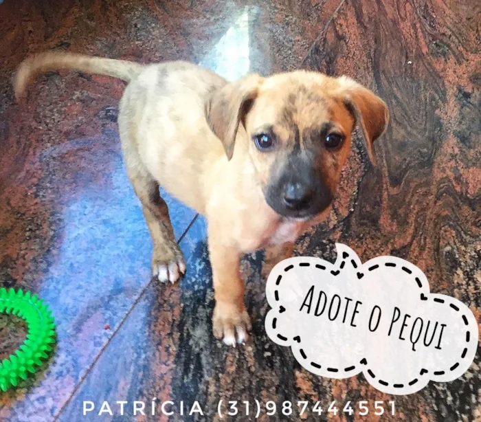 Cachorro raça SRD idade Abaixo de 2 meses nome Pequi