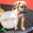 Pequi