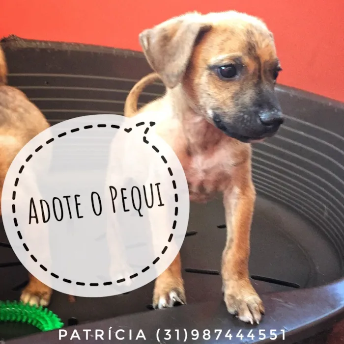 Cachorro raça SRD idade Abaixo de 2 meses nome Pequi
