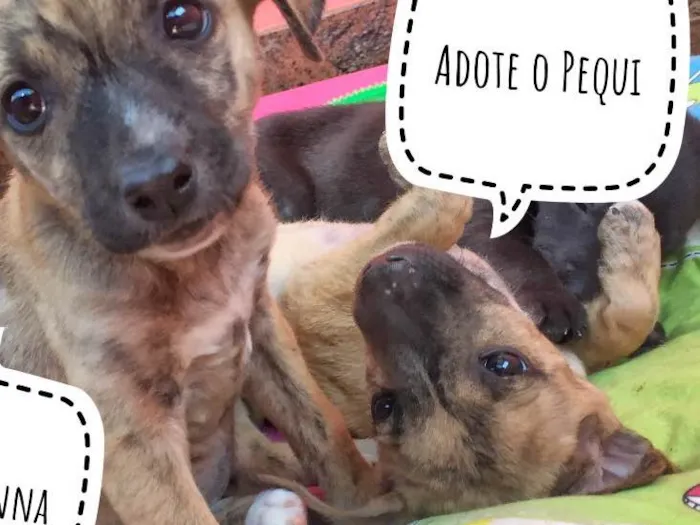 Cachorro raça SRD idade Abaixo de 2 meses nome Pequi