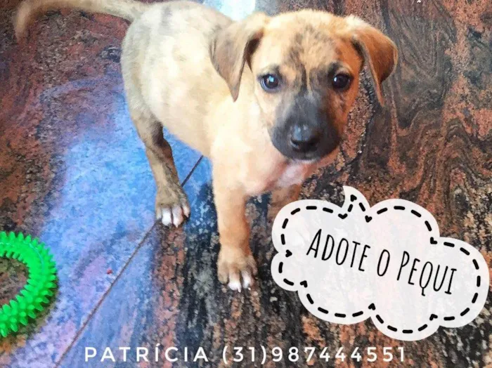 Cachorro raça SRD idade Abaixo de 2 meses nome Pequi