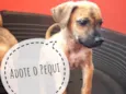 Pequi