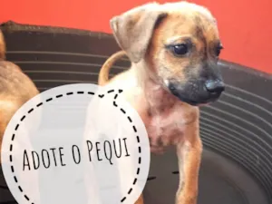 Cachorro raça SRD idade Abaixo de 2 meses nome Pequi