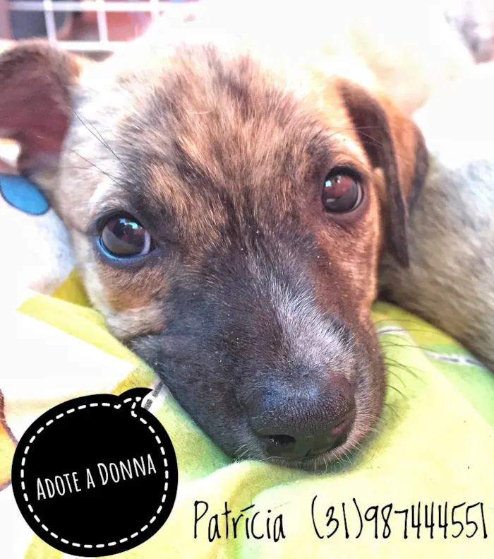 Cachorro raça SRD idade Abaixo de 2 meses nome Donna