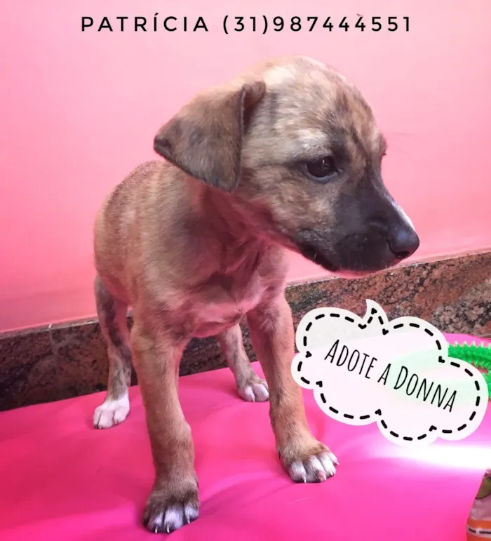 Cachorro raça SRD idade Abaixo de 2 meses nome Donna