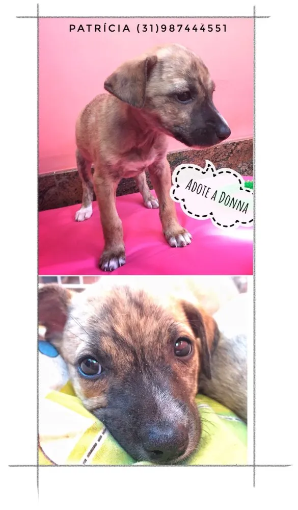 Cachorro raça SRD idade Abaixo de 2 meses nome Donna