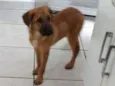 Trovão