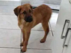 Cachorro raça Mestiço: Gold com viralata idade 2 a 6 meses nome Trovão