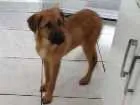 Cachorro raça Mestiço: Gold com viralata idade 2 a 6 meses nome Trovão