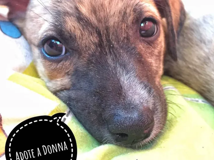 Cachorro raça SRD idade Abaixo de 2 meses nome Donna