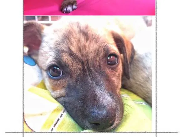 Cachorro raça SRD idade Abaixo de 2 meses nome Donna