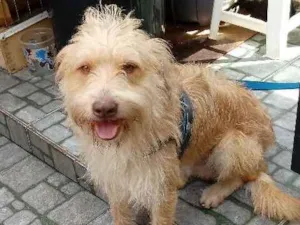 Cachorro raça Indefinida idade 3 anos nome Janjão