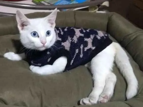 Gato ra a  idade 7 a 11 meses nome Durga