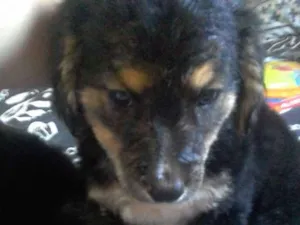 Cachorro raça Labradora idade 2 a 6 meses nome Grandine