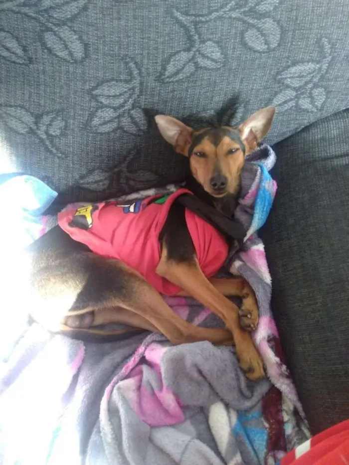 Cachorro ra a Pinche com doberman   idade 1 ano nome Baby