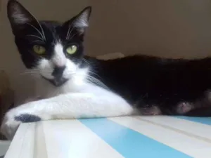 Gato raça SRD idade 1 ano nome Florença