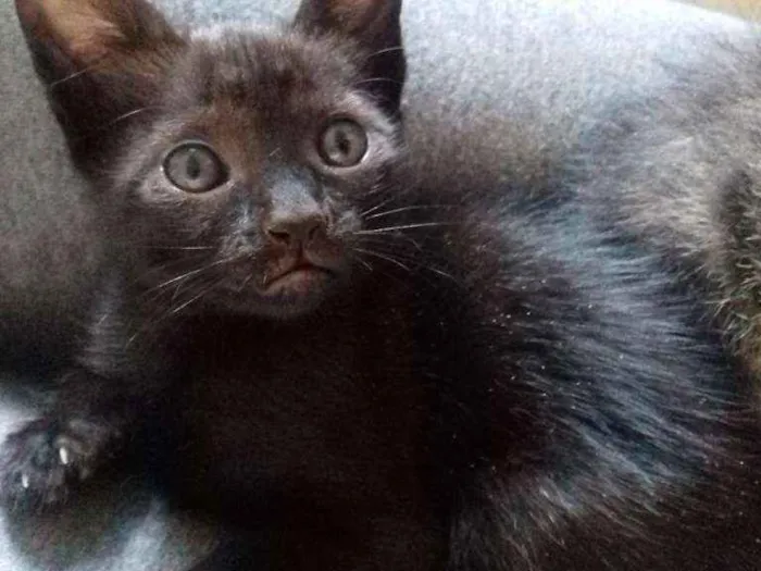 Gato ra a  idade 7 a 11 meses nome Bebel