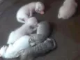 Gatinhos