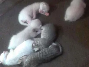 Gato raça  idade Abaixo de 2 meses nome Gatinhos