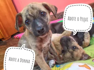 Cachorro raça SRD idade Abaixo de 2 meses nome Donna