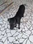 Neguinho