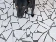 Neguinho