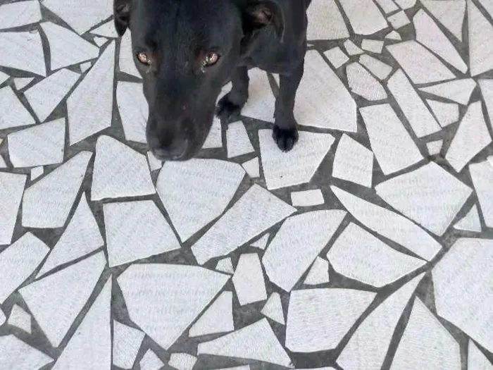 Cachorro ra a SRD idade 7 a 11 meses nome Neguinho