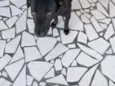 Neguinho