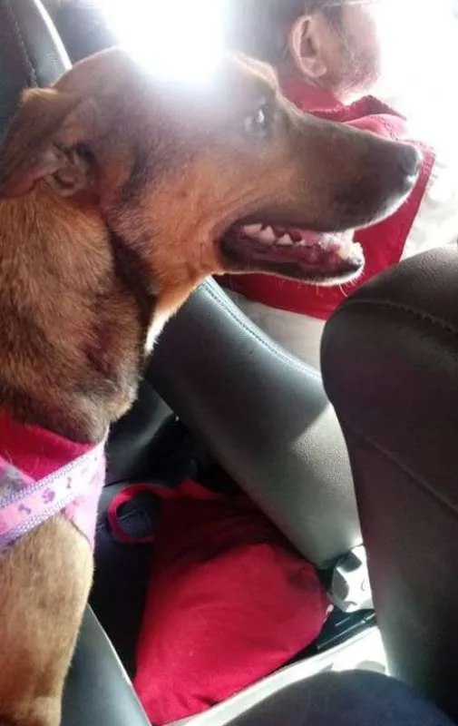 Cachorro ra a SRD idade 2 anos nome Princesa